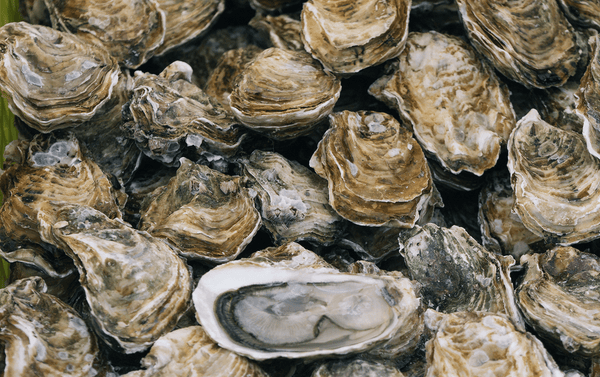 Koester de oester | De beste plekken met smaakvolle oesters